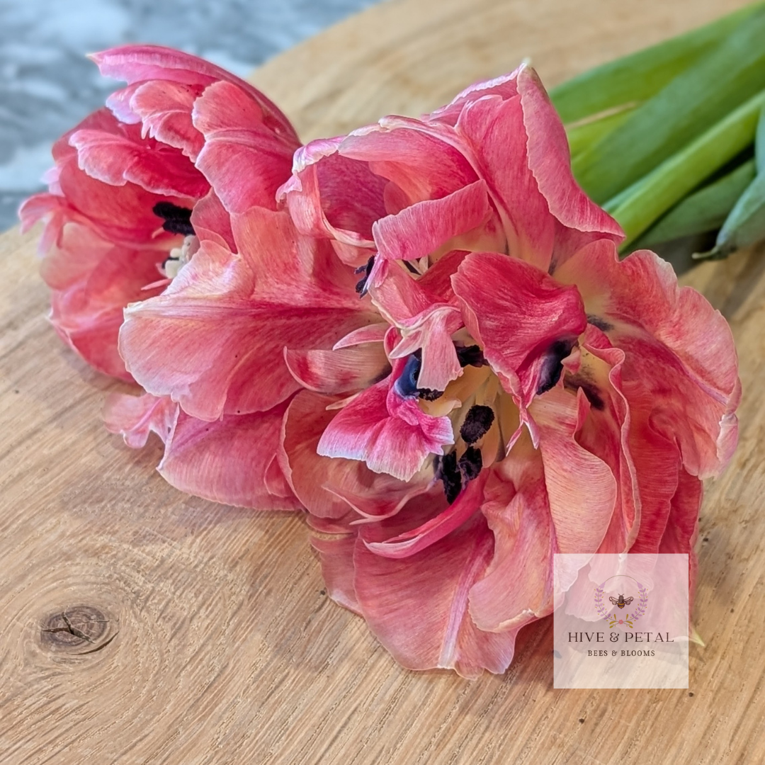 Tulip Bouquet - Farmer's Choice (Local)