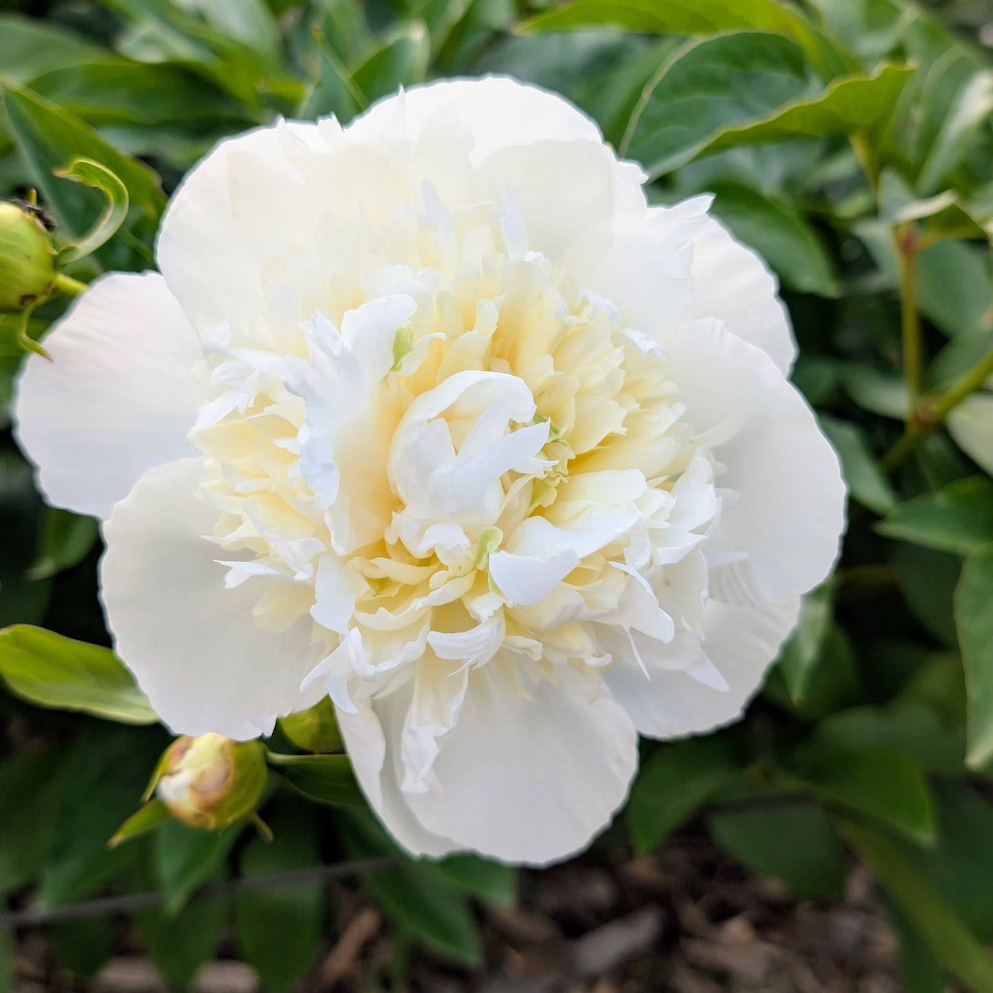 Peony Bouquet - Farmer's Choice (Local)