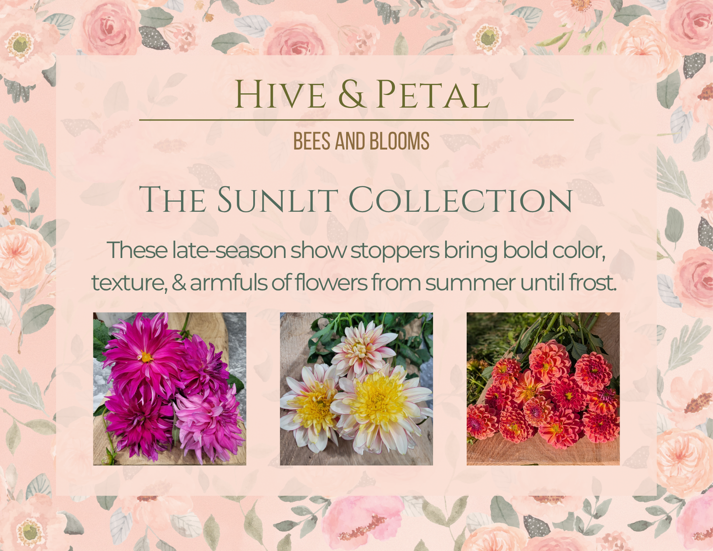 Advertisement for 'Hive & Petal' Sunlit Collection featuring flowers on a floral patterned background.