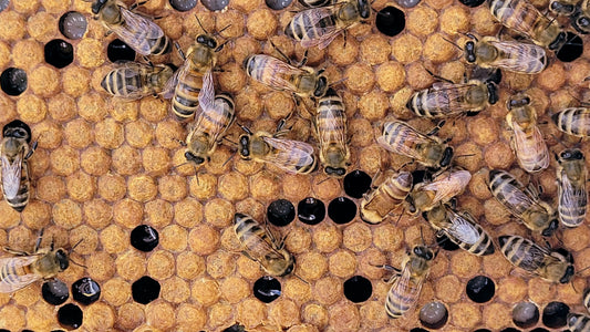 Honey bees tending capped and open brood on a hive frame