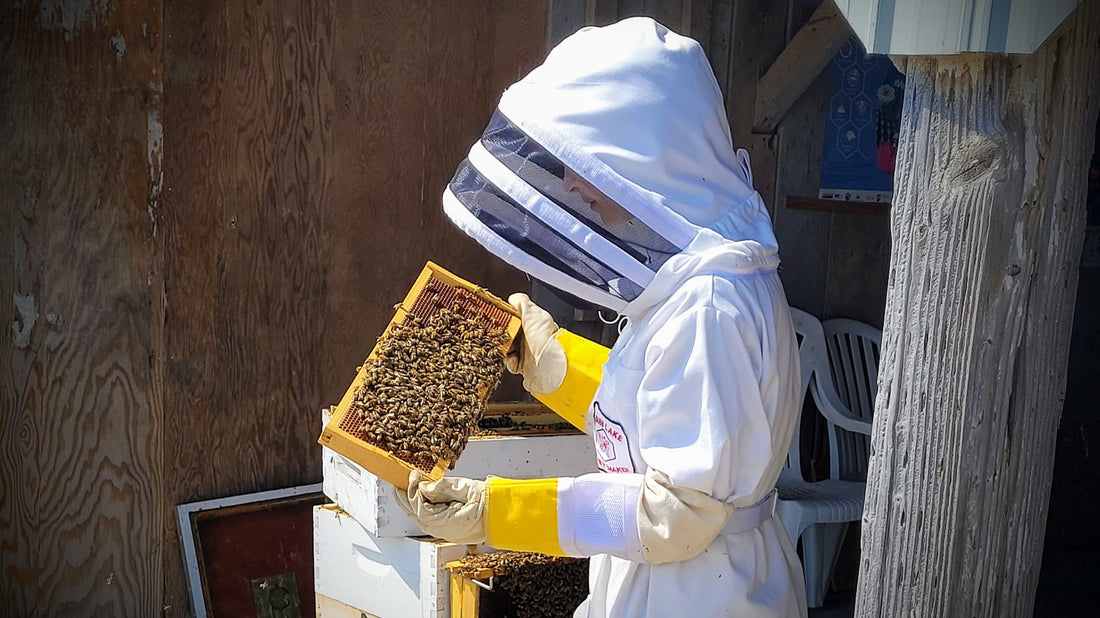 A Year in the Bee Yard