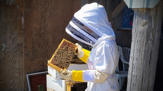A Year in the Bee Yard