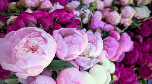 Mixed Color Peony Blooms