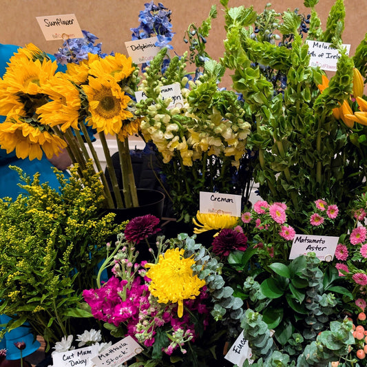 Early Tulips and a Fresh Start to the Season