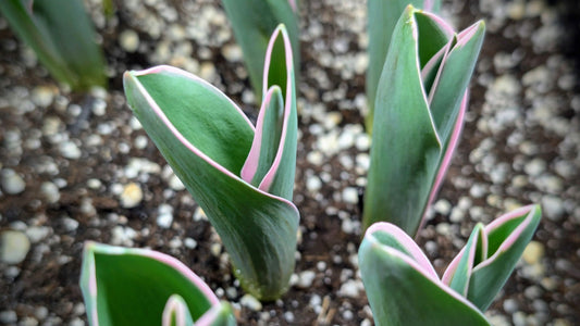 Variegated leaves sprouting in our tulip trays