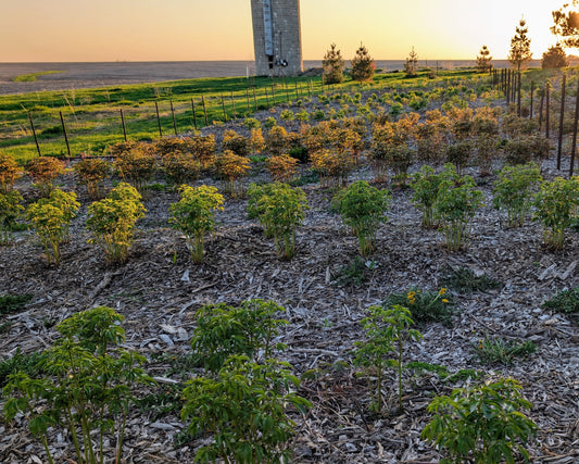 Peony field sprouting
