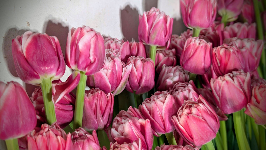 Pink double tulips on table