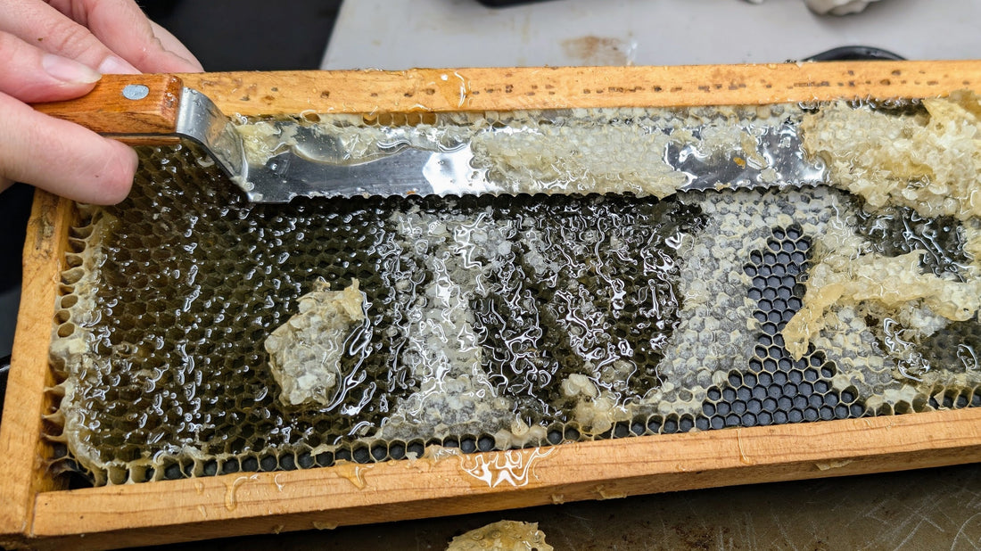 A Slightly Early Honey Harvest