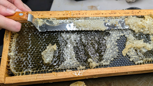 A Slightly Early Honey Harvest