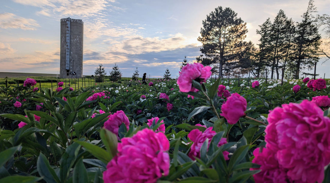 Peonies in Bloom