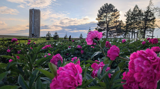 Peonies in Bloom