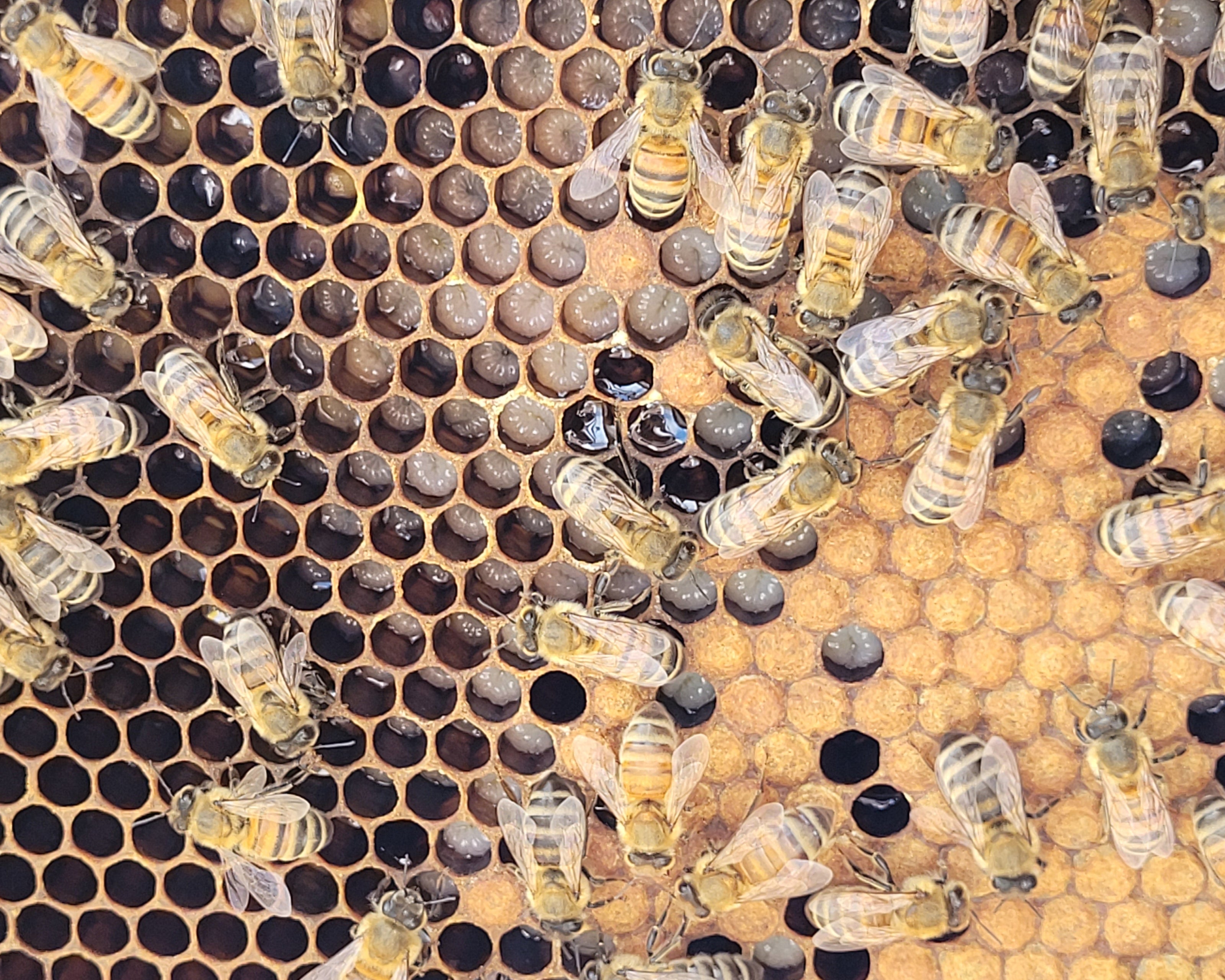 Bees on a honeycomb structure