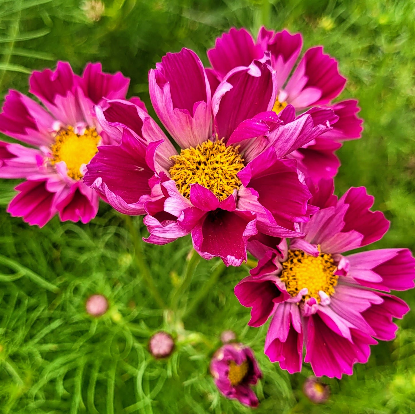 Hive and Petal Weekly Garden & Field Planner + Journal (Digital Tool)