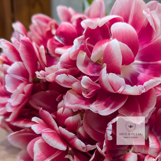 Tulip Bouquet - Farmer's Choice (Local)