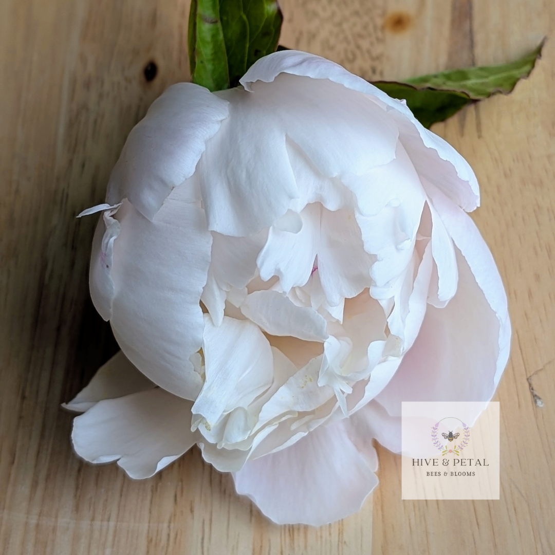 Bucket of Peonies (Local)