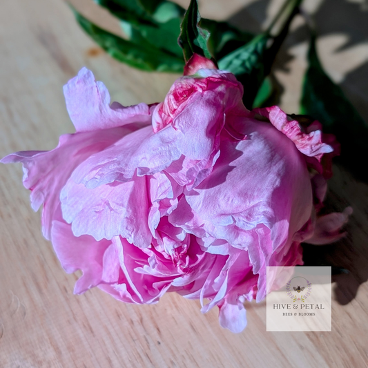 Peony Bucket  - Farmer's Choice (Local)
