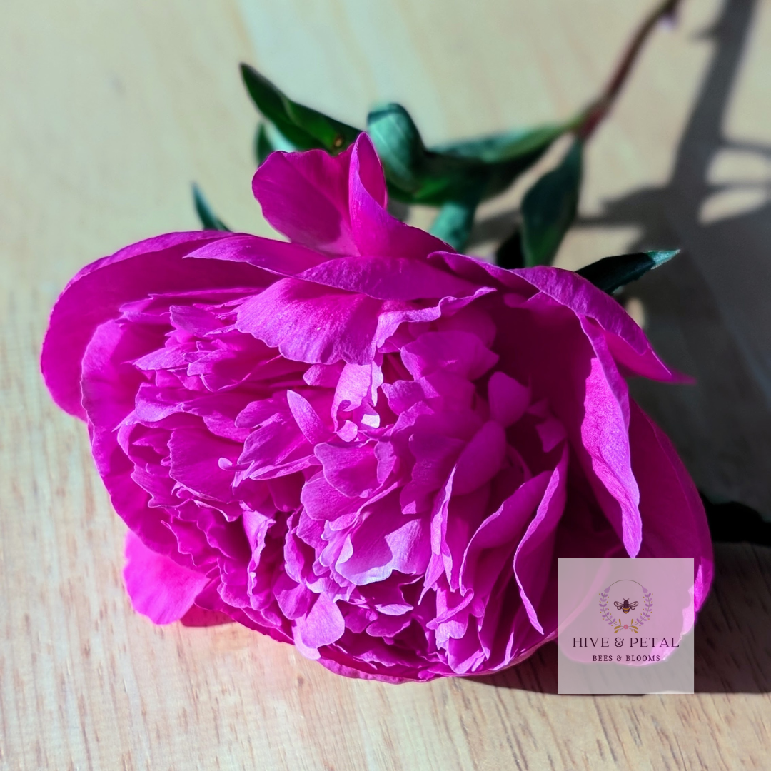 Bucket of Peonies (Local)