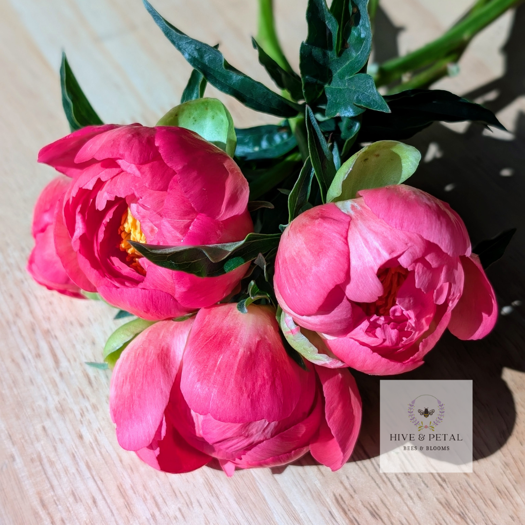 Bucket of Peonies (Local)