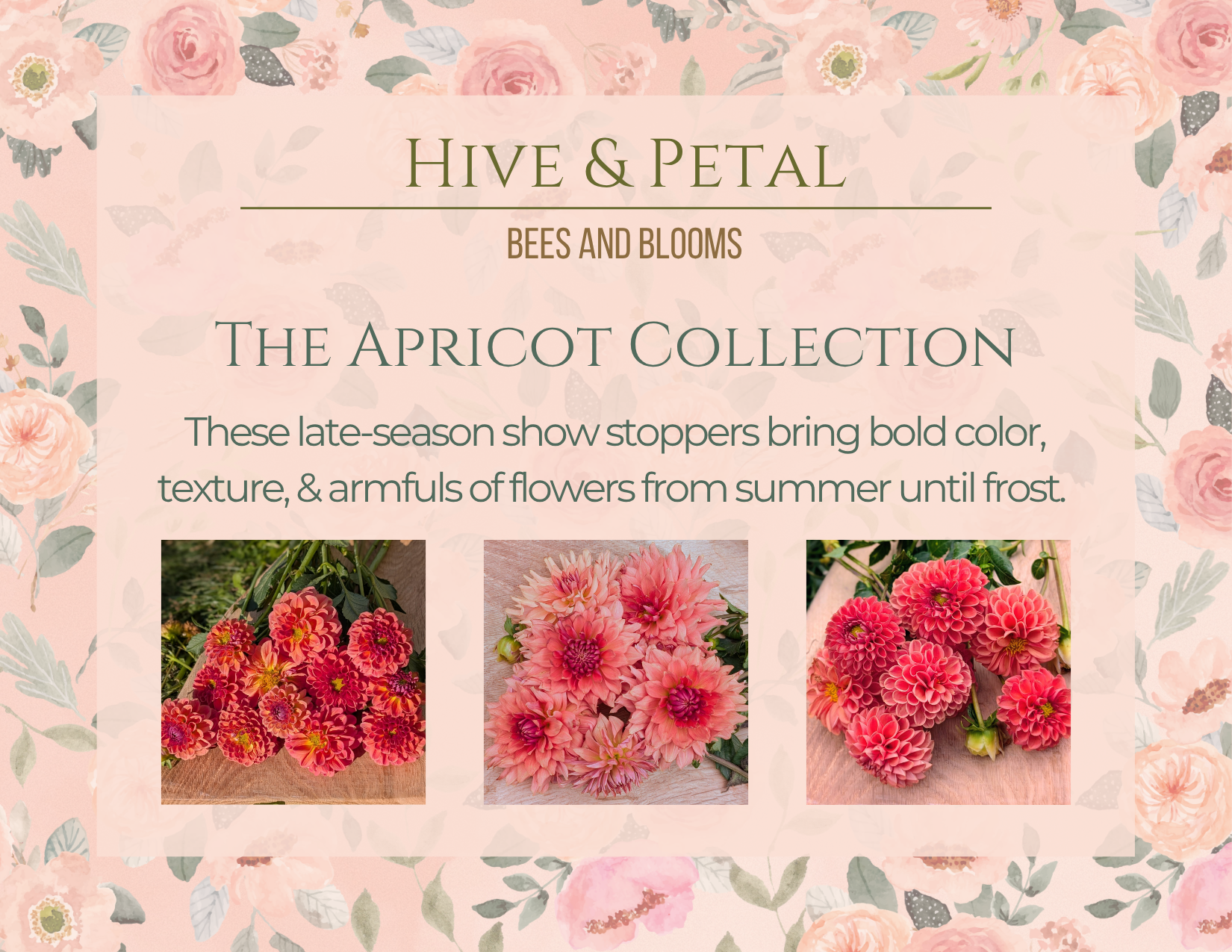 Advertisement for 'Hive & Petal' apricot collection with floral text and images.