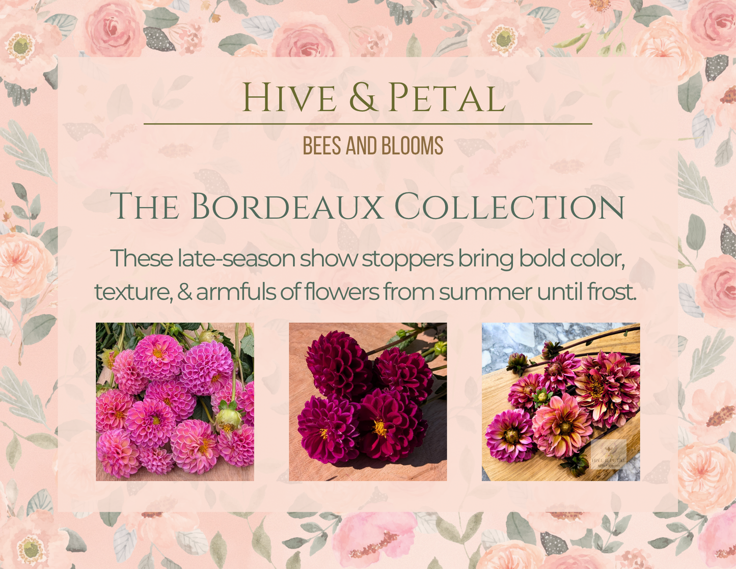 Advertisement for 'Hive & Petal' Bordeaux Collection featuring flowers on a floral patterned background.