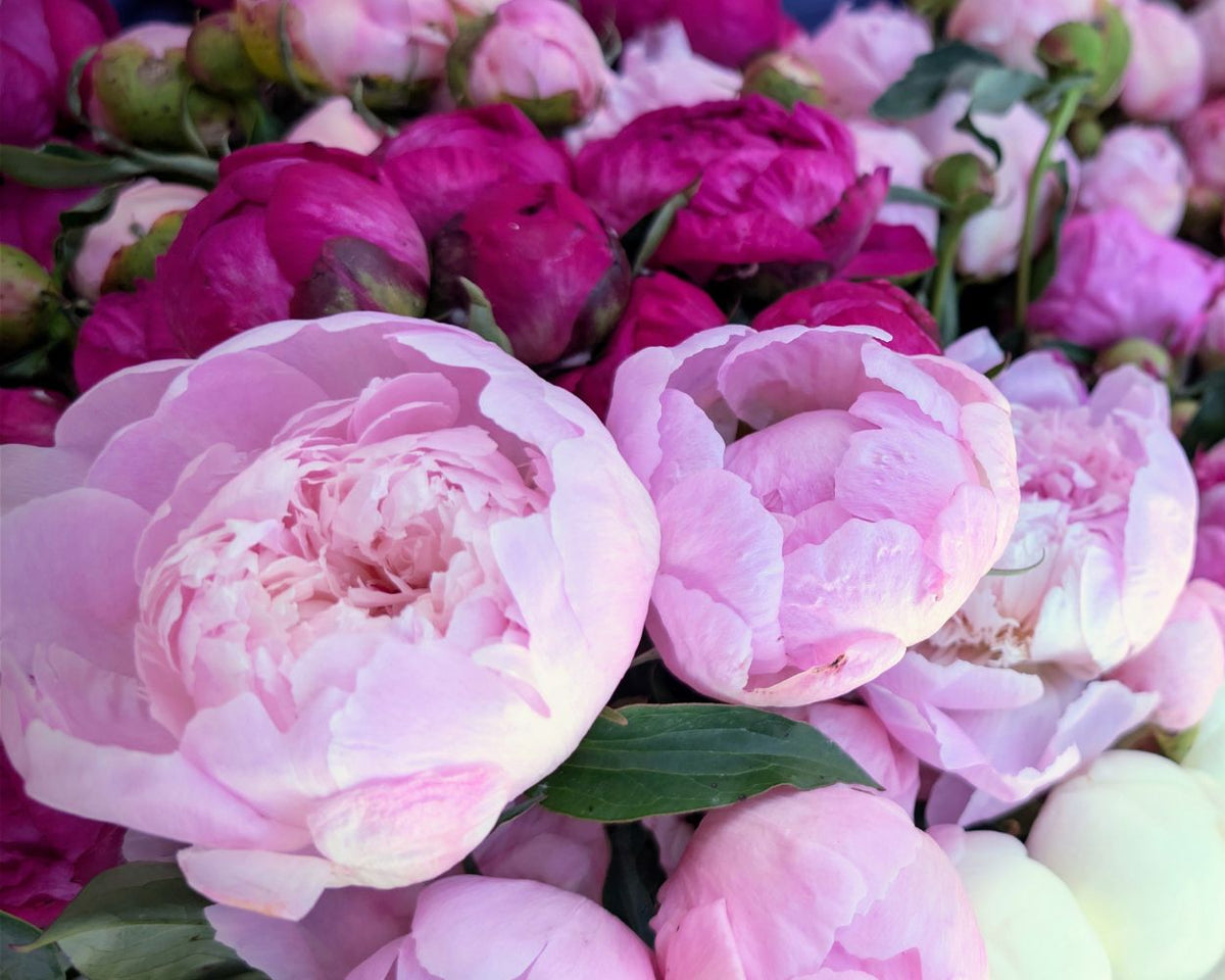 A close-up of a dense bouquet of peonies in shades of light pink, magenta, and deep purple, with a few pale cream blooms and green leaves visible.