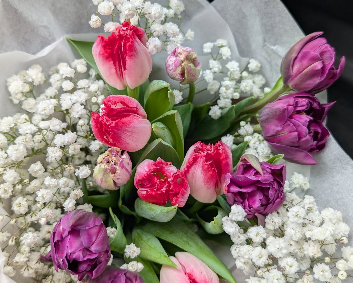 Bouquet of pink and purple tulips with white baby's breath on a dark background