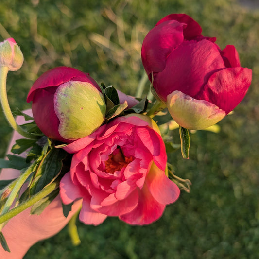Peony Bouquet Subscription CSA Share (Local)