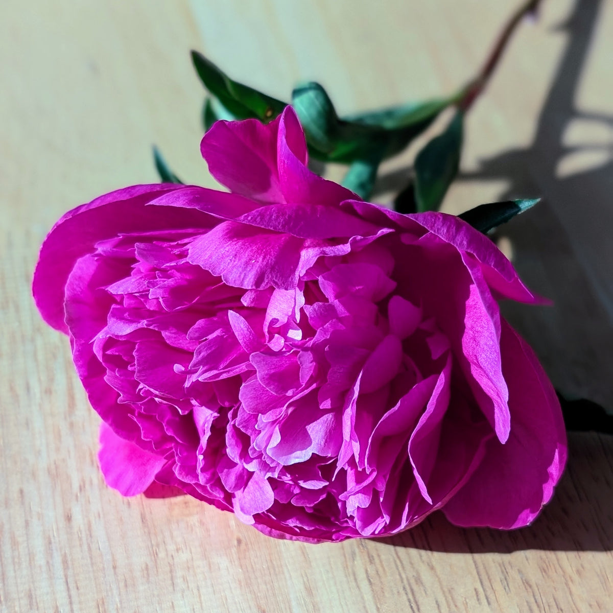 Peony Bouquet Subscription CSA Share (Local)