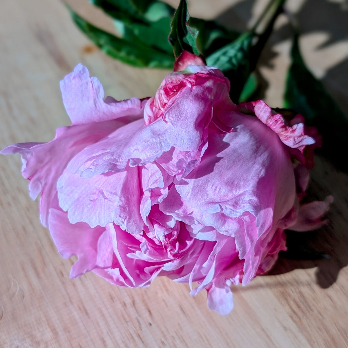 Peony Bouquet Subscription CSA Share (Local)