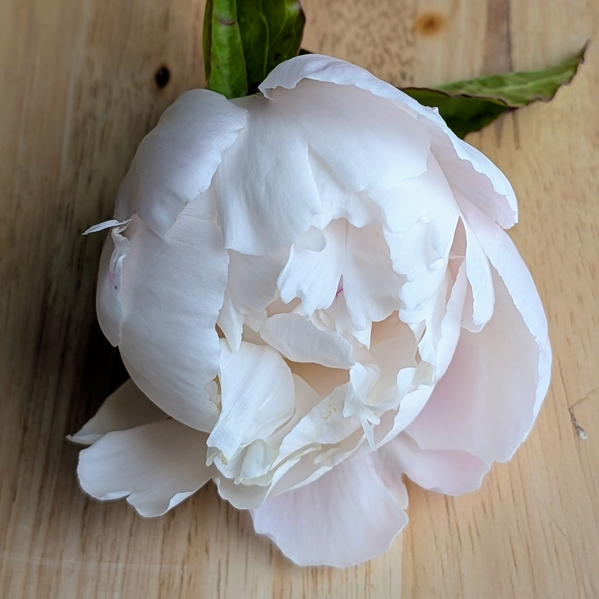Peony Bouquet Subscription CSA Share (Local)
