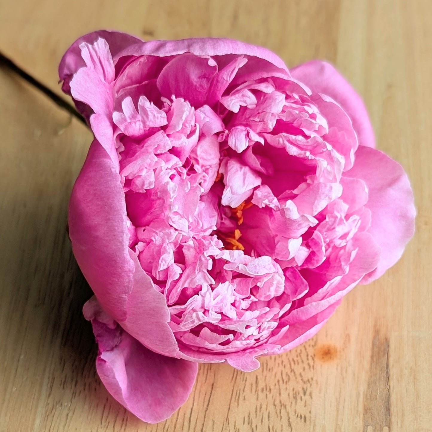 Peony Bouquet - Farmer's Choice (Local)