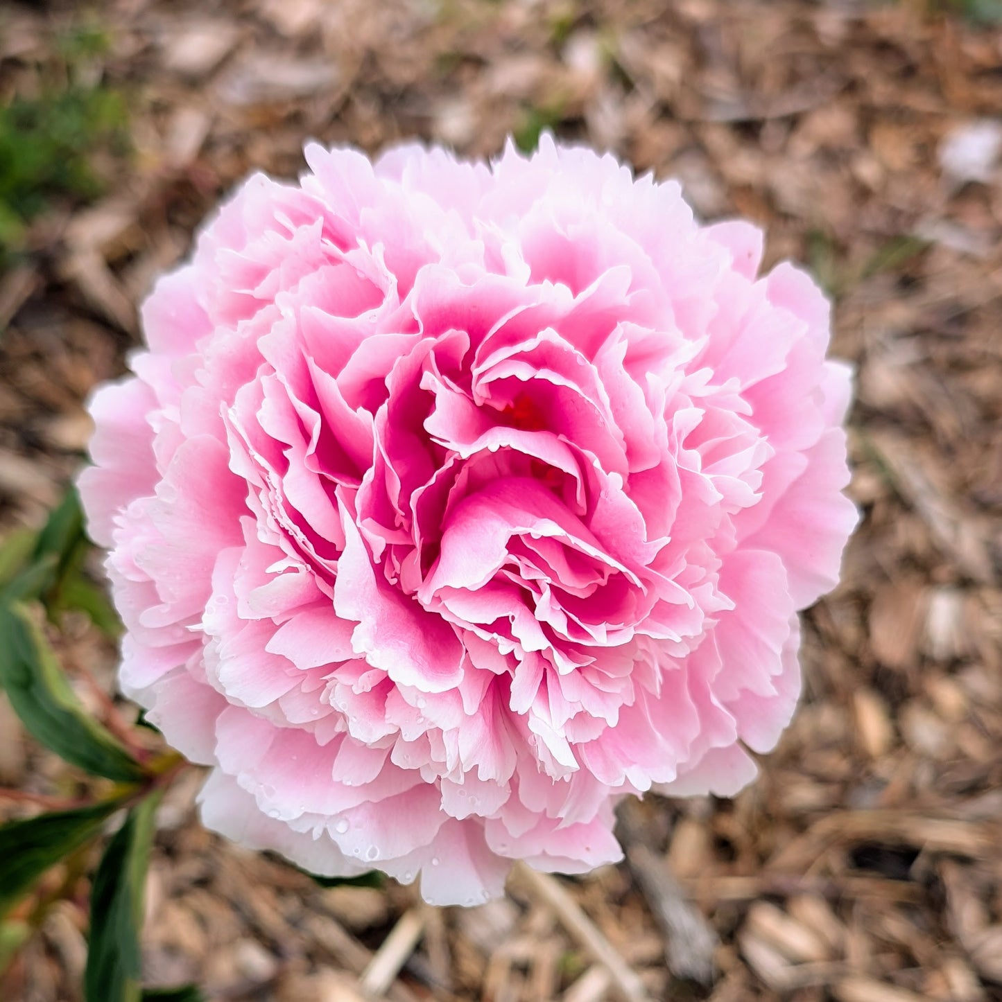Peony Bouquet - Farmer's Choice (Local)