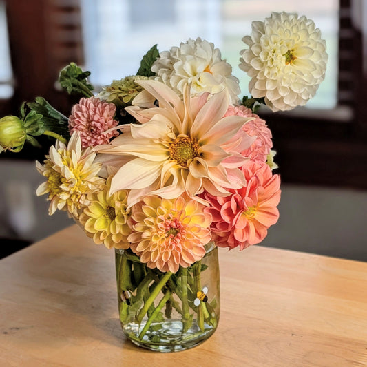 Dahlia Tuber Collections