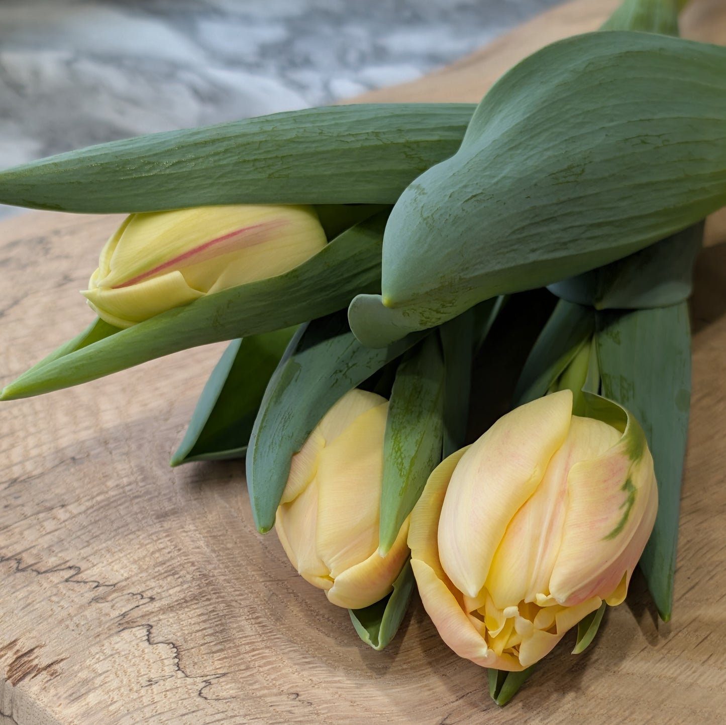 Tulip Bouquet - Farmer's Choice (Local)