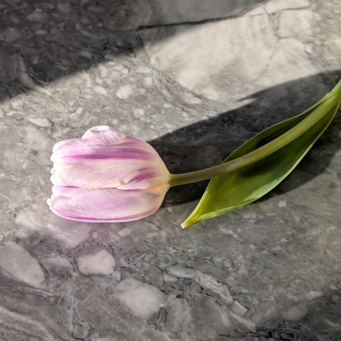 Tulip Bouquet - Farmer's Choice (Local)