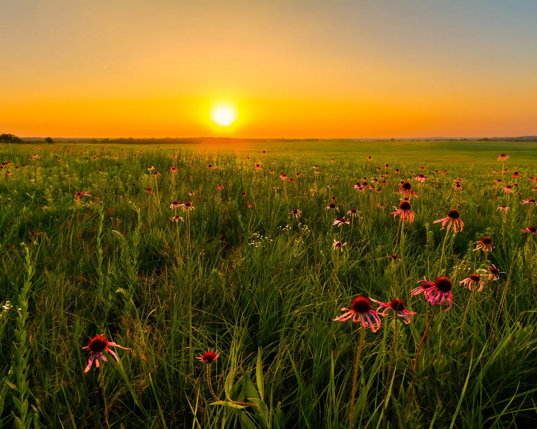 Sunset over a field of flowers with a warm glow
