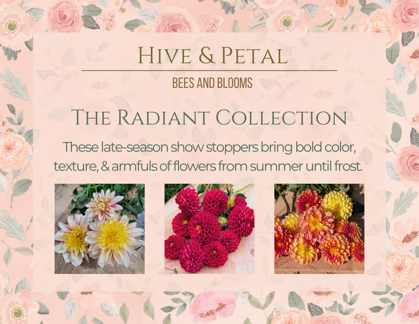 Advertisement for 'Hive & Petal' Radiant Collection with floral text and images.